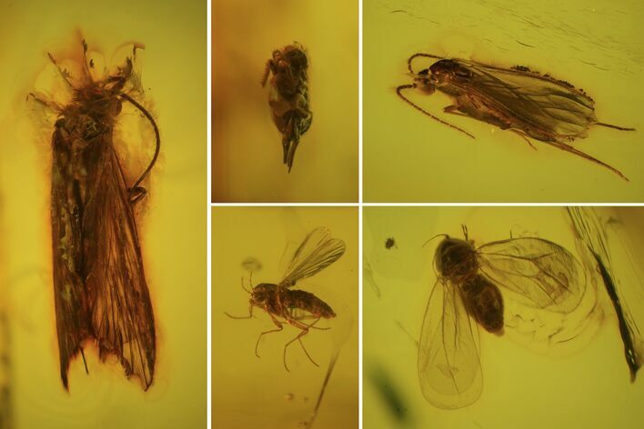 Detailed Fossil Flies, Springtail And Caddisfly In Baltic Amber #84648